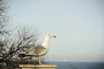 Seagull on a wall against the sea and horizon.