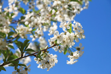 Spring blossom on apple tree