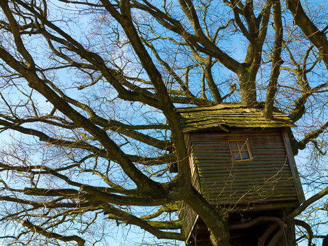 altes, schiefes baumhaus aus holz in knorrigem baum mit &auml;sten, die durch das Dach wachsen
