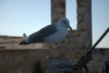 seagull potrait
