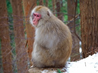 日本猿