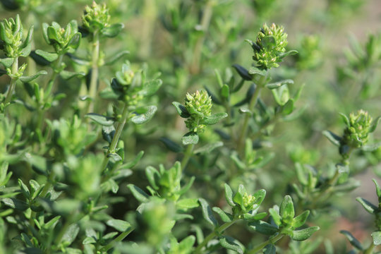 Majoran (Origanum majorana)