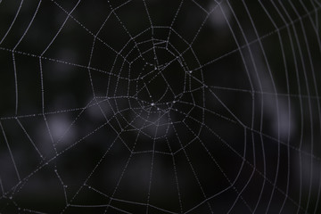 The Web