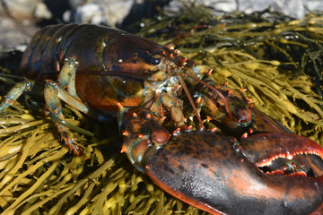 Live lobster resting on a bed of seaweed © dejavudesigns