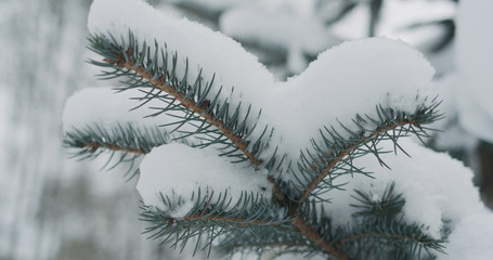 spruce twigs covered by snow