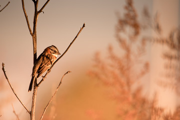 pequeño pájaro de otoño