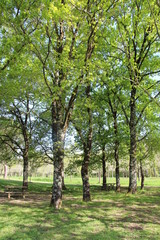 Tables de pique nique à l'ombre dans un parc boisé vert temps ensoleillé