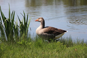 oie dans l'herbe et fleurs au bord du lac