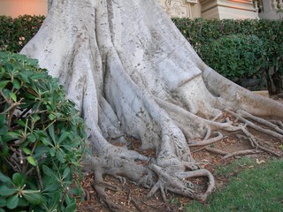 Podstawa pnia drzewa laurowego (Laurus nobilis), Monaco - obrazy, fototapety, plakaty