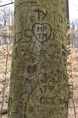 Closeup of a tree with carvings in a forest