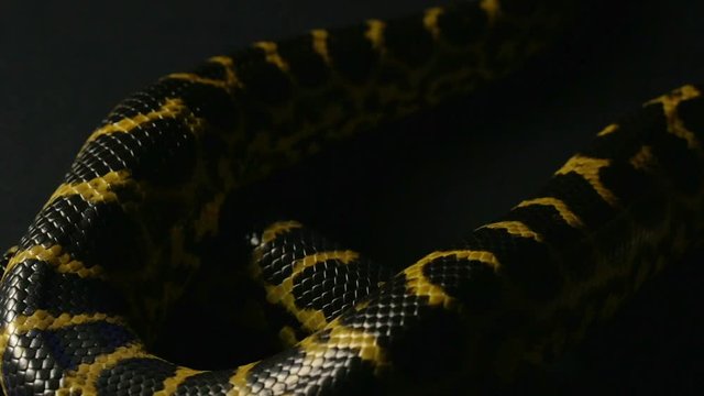 Crawling yellow anaconda in shadow