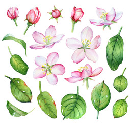 Watercolor set with apple flowers and green leaves on white background.