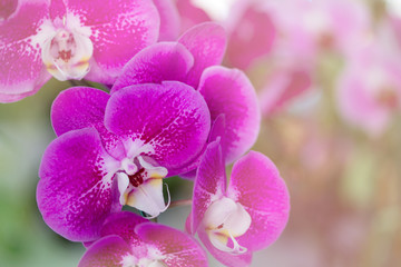 Naklejka na ściany i meble Orchid purple flowers natural background blur.