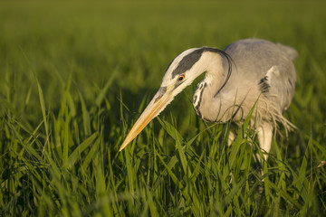 Grey heron (Ardea cinerea) close up portrait in sun during golden hour. Fish hunter with strong long beak watching prey in tall grass meadow. Natural scene of bird in wildlife. Diagonal composition.