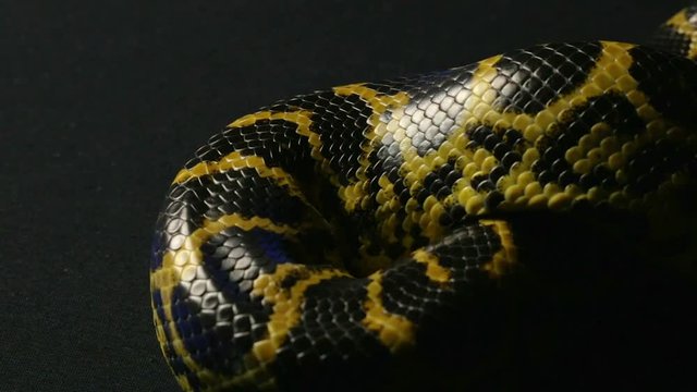 Crawling in knot yellow anaconda