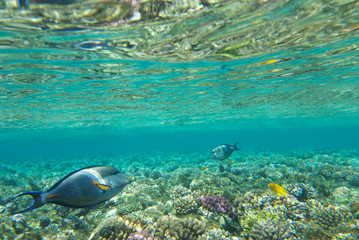 underwater landscape of the red sea