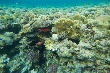Naklejka na ściany i meble underwater landscape of the red sea