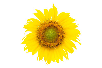 Fototapeta premium Sunflower isolated on white background
