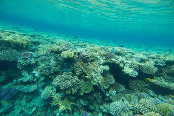 Naklejka na ściany i meble underwater landscape of the red sea