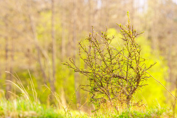 Spring landscape in Europe