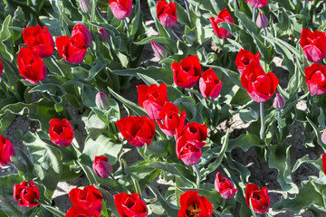 Fototapeta na wymiar red tulips with green leaves, typical dutch flowers