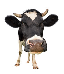 Сow full length isolated on white. Looking at the camera black and white curious cow close up. Funny cow muzzle close up. Farm animals. 
