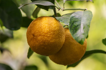 oranges on a branch