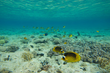 Fototapeta na wymiar underwater landscape of the red sea