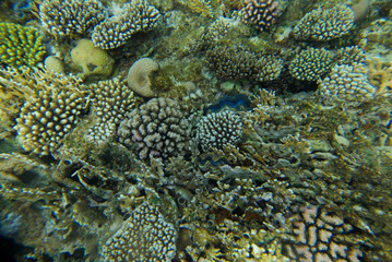 underwater landscape of the red sea