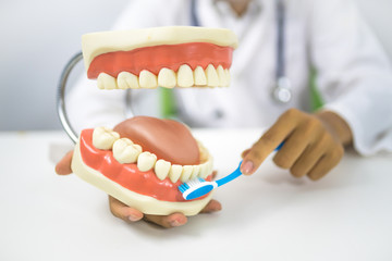 Fototapeta na wymiar dentist demonstrate to use toothbrush to clean teeth