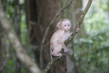 baby monkey hanging on tree in rainforest