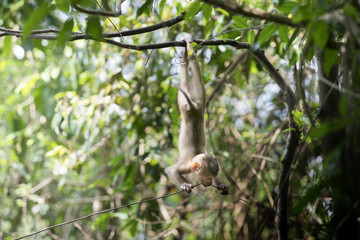 baby monkey hanging on tree in rainforest