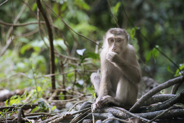 lonely monkey in rainforest
