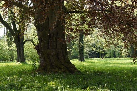 Zauberwald breiter gro&szlig;er Zauberbaum rote Bl&auml;tter