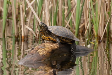 Fototapeta premium red-eared slider (Trachemys scripta elegans)