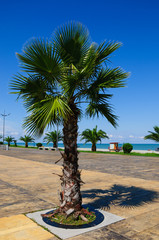 Sabal palmetto (Cabbage palmetto) on bokeh sea background 