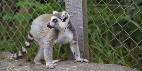 Lemur in the zoo. Lemur lies on the ground. Lemur in the park 