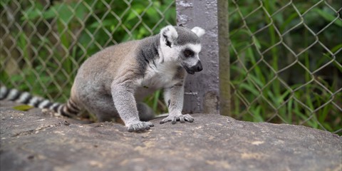 Lemur in the zoo. Lemur lies on the ground. Lemur in the park 