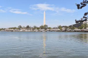 Famous Washington Monument in Washington D. C with beautiful Lake Tidal Basin in front in the USA