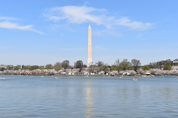 Obraz premium Famous Washington Monument in Washington D. C with beautiful Lake Tidal Basin in front in the USA