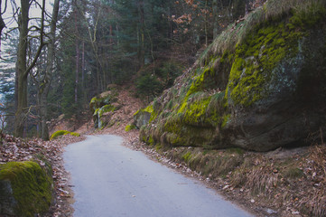 The fantasy forest road in the evening sunset light