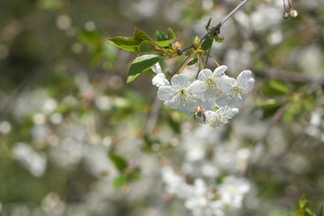 flowering cherry. closeup. Beautiful bokeh