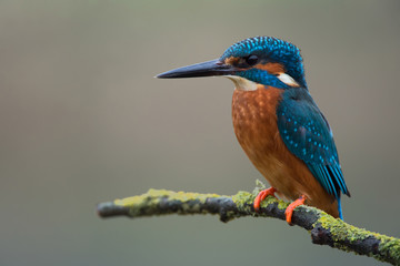 Kingfisher (Alcedo atthis)/Kingfisher perched on lichen covered branch