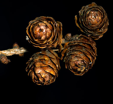 Fir Cones