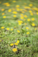 Field of yellow dandelions (Taraxacum officinale)