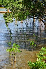 Small mangrove tree in the water