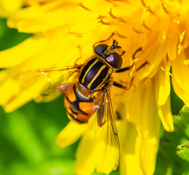 Insect on dandelion