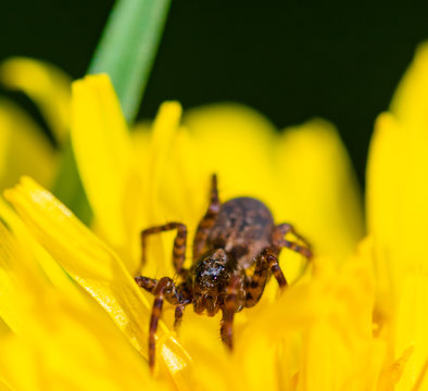 Spider on Dandelion