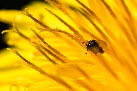 Beetle on dandelion