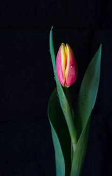 pink and yellow tulip